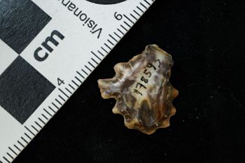 Media type: image;   Malacology 178593 Description: Digital documentation photo of dry specimen.;